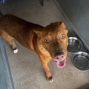 Diesel -  Mixed Breed Dog for Adoption in Ardmore, Oklahoma - Diesel | PetCurious