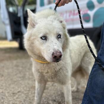 Husky Dogs Available for Adoption - Salt Water | PetCurious