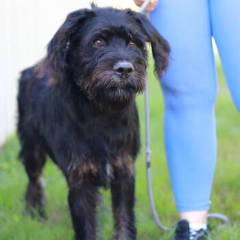 CT Junior -  Terrier and Mixed Breed Dog for Adoption in Eastford, Connecticut - CT Junior | PetCurious