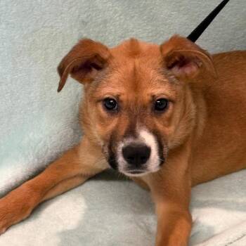 Bailey* -  Shepherd Dog for Adoption in San Gabriel, California - Bailey* | PetCurious