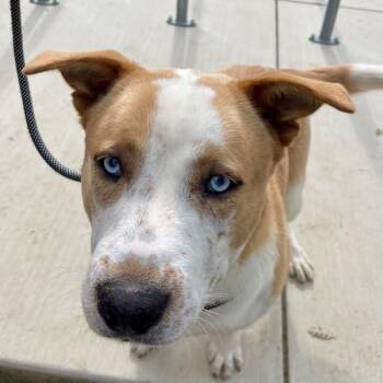 Australian Cattle Dog Blue Heeler Dogs Available for Adoption - Big Hunk | PetCurious