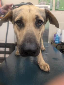 German Shepherd Dog Dogs Available for Adoption in Mobile, Alabama - TREVOR | PetCurious