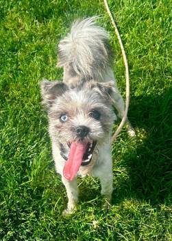 Tetris -  Pomeranian and Shih Tzu Dog for Adoption in New Philadelphia, Ohio - Tetris | PetCurious