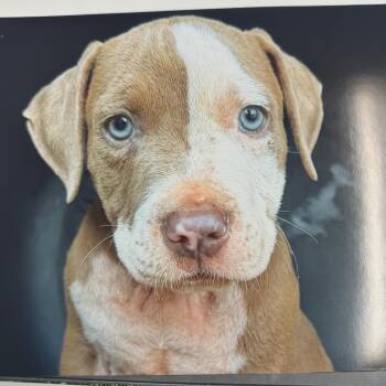 Pickles -  Pit Bull Terrier and Mixed Breed Dog for Adoption in Nashville, Tennessee - Pickles | PetCurious