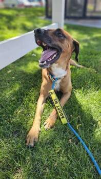 *Woody* -  Black Mouth Cur Dog for Adoption in Salt Lake City, Utah - *Woody* | PetCurious