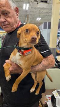 Chihuahua and Dachshund Dogs Available for Adoption - Joey | PetCurious