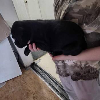 Labrador Retriever and Mixed Breed Dogs Available for Adoption - Oreo 030404A | PetCurious