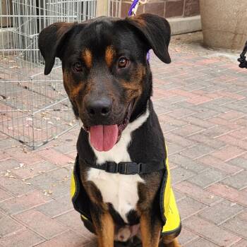 Shilo A1407798 -  Pit Bull Terrier and Rottweiler Dog for Adoption in Las Vegas, Nevada - Shilo A1407798 | PetCurious