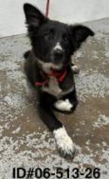 Onyx -  Border Collie and Mixed Breed Dog for Adoption in Largo, Florida - Onyx | PetCurious