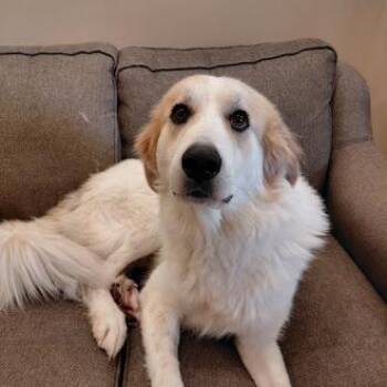 Dora -  Great Pyrenees Dog for Adoption in Germantown, Tennessee - Dora | PetCurious