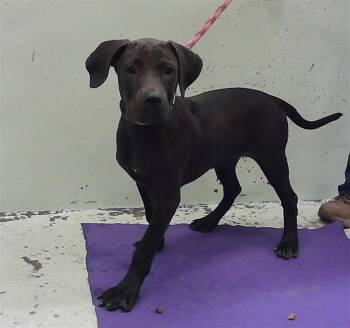 HARRISON -  Labrador Retriever and Mixed Breed Dog for Adoption in Houston, Texas - HARRISON | PetCurious