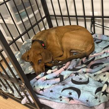 Winston -  Hound Dog for Adoption in Ferndale, Michigan - Winston | PetCurious