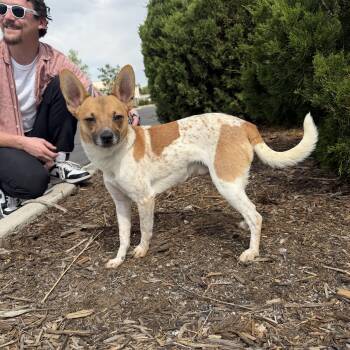 River -  Jack Russell Terrier and Chihuahua Dog for Adoption in Boulder, Colorado - River | PetCurious