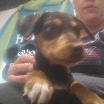 Zander -  Black And Tan Coonhound Dog for Adoption in Mount Vernon, Arkansas - Zander | PetCurious