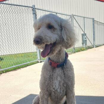 Standard Poodle Dogs Available for Adoption in Dixon, Illinois - Hudson | PetCurious
