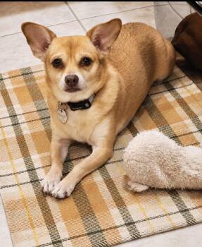 Oscar, Loyal companion -  Chihuahua Dog for Adoption in Houston, Texas - Oscar, Loyal Companion | PetCurious
