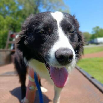 Border Collie Dogs Available for Adoption in Wadena, Minnesota - Dawson | PetCurious