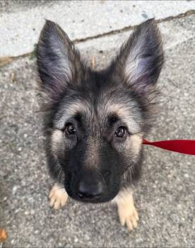 Sugar S -  German Shepherd Dog Dog for Adoption in Hillside, Illinois - Sugar S | PetCurious