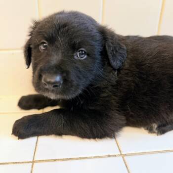 Fifi Fluffer -  Flat Coated Retriever Dog for Adoption in Fosters, Alabama - Fifi Fluffer | PetCurious