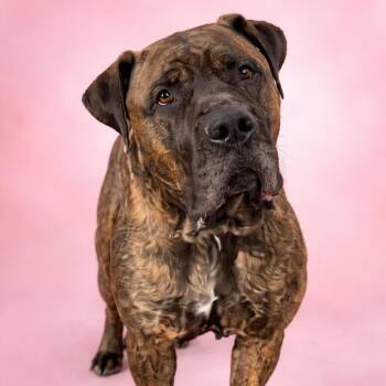 Mastiff Dogs Available for Adoption in Manchester, Pennsylvania - Baby Girl | PetCurious