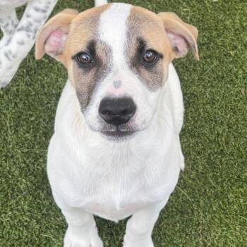 Caesar 2074 -  Labrador Retriever and Mixed Breed Dog Available for Adoption in Loxahatchee Groves, Florida - Caesar 2074 | PetCurious