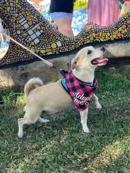 Chihuahua and Pug Dogs Available for Adoption - Coco | PetCurious