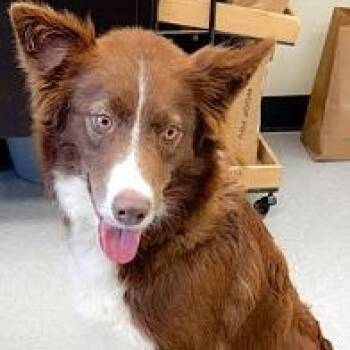 Border Collie Dogs Available for Adoption in Dripping Springs, Texas - Coda | PetCurious