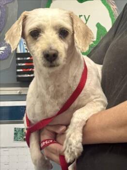 CHEDDAR -  Cocker Spaniel and Poodle Dog for Adoption in San Bernardino, California - CHEDDAR | PetCurious