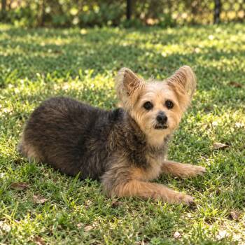 Angel 9532 -  Terrier Dog for Adoption in Loxahatchee Groves, Florida - Angel 9532 | PetCurious