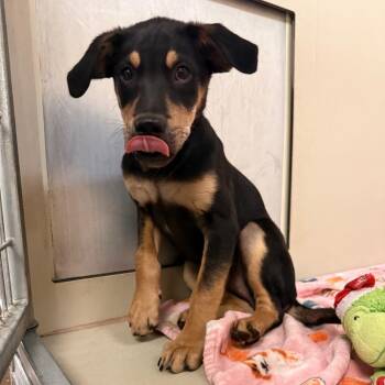 Snack -  Mixed Breed Dog for Adoption in Flagstaff, Arizona - Snack | PetCurious
