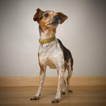 Lulu D69737 -  Chihuahua Dog for Adoption in Minnetonka, Minnesota - Lulu D69737 | PetCurious