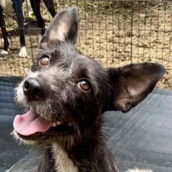 COOKIE -  Cairn Terrier Dog for Adoption in West Haven, Connecticut - COOKIE | PetCurious