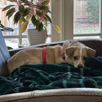 Terrier and Maltese Dogs Available for Adoption - Rocco | PetCurious