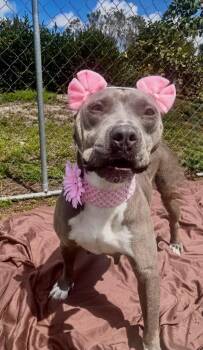 Pit Bull Terrier and Mixed Breed Dogs Available for Adoption in Cape Coral, Florida - Xena | PetCurious