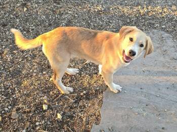 Great Pyrenees Dogs Available for Adoption - Dawson | PetCurious