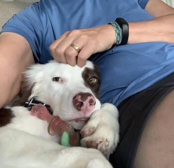 Sally -  Australian Shepherd Dog for Adoption in Lafayette, Colorado - Sally | PetCurious