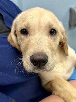 Mixed Breed Dogs Available for Adoption - Bowl | PetCurious