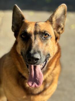 Brandy -  German Shepherd Dog Dog for Adoption in Burbank, California - Brandy | PetCurious