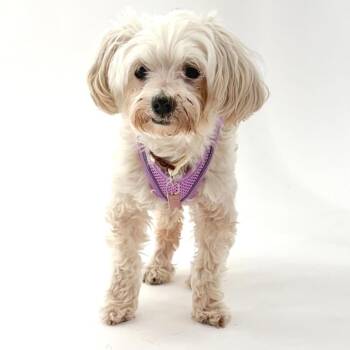 Zelda 14611 -  Miniature Poodle Dog for Adoption in San Francisco, California - Zelda 14611 | PetCurious