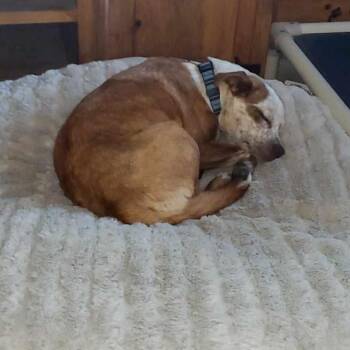 Rescue Australian Cattle Dog Blue Heeler Dogs for Adoption in Kempner, Texas - Cinnamon | PetCurious
