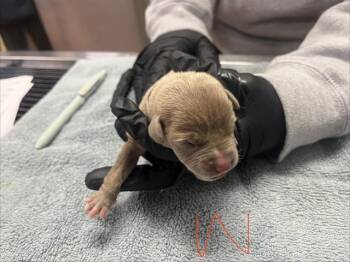Pit Bull Terrier Dogs Available for Adoption in Martinez, California - A1047033 | PetCurious