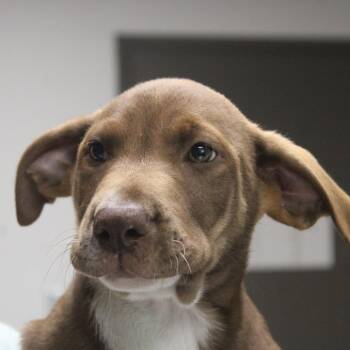 Tickety Tock -  Retriever and Shepherd Dog for Adoption in Hattiesburg, Mississippi - Tickety Tock | PetCurious