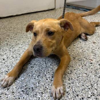 Cattle Dog and Black Mouth Cur Dogs Available for Adoption - The Nutcracker Prince | PetCurious