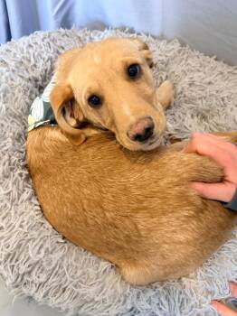 Mixed Breed Dogs Available for Adoption - Shania | PetCurious