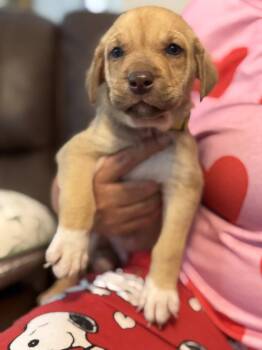 Denver -  Labrador Retriever and Shepherd Dog for Adoption in Holly Springs, North Carolina - Denver | PetCurious