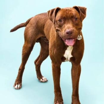 Landon -  Pit Bull Terrier and American Staffordshire Terrier Dog for Adoption in Baltimore, Maryland - Landon | PetCurious