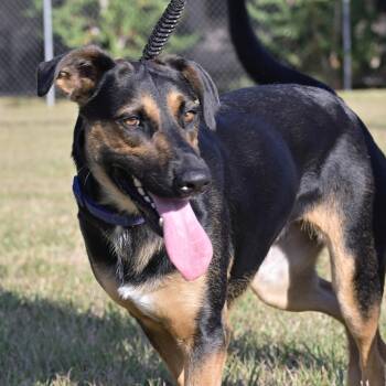 Ladybug -  Catahoula Leopard Dog and German Shepherd Dog Dog for Adoption in Liverpool, Texas - Ladybug | PetCurious