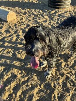 Fanny -  Portuguese Water Dog and Mixed Breed Dog for Adoption in Montreal, Quebec - Fanny | PetCurious
