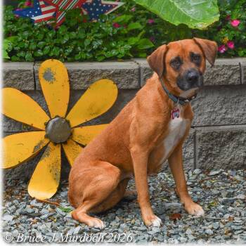 Boxer Dogs Available for Adoption in Wake Forest, North Carolina - Ohno | PetCurious