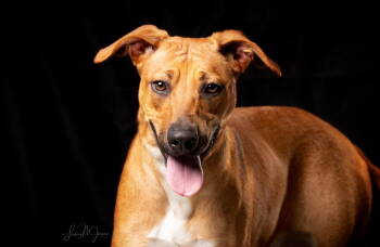 Rescue Black Mouth Cur Dogs for Adoption in Pryor, Oklahoma - Bambi | PetCurious